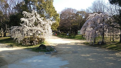 大仙公園　3月26日