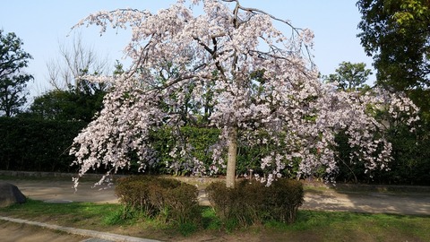 ３月２２日 (6)