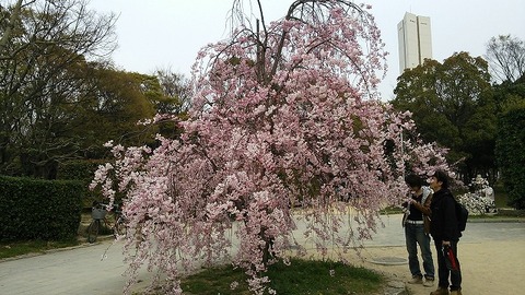 ３月３１日　大仙公園 (8)