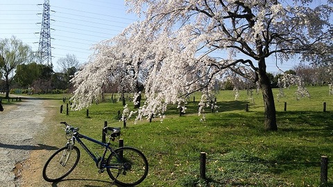 大仙公園　3月26日 (1)