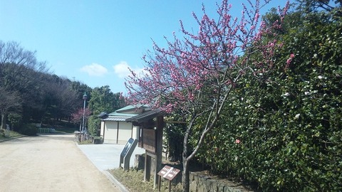 コピー ～ ３月２５日　大仙公園 (13)