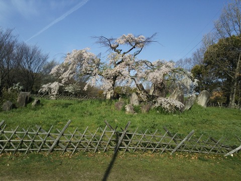 ４月２日 (10)