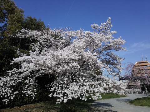４月２日 (8)