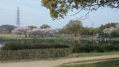 大仙公園桜２