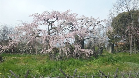 ４月６日 (28)