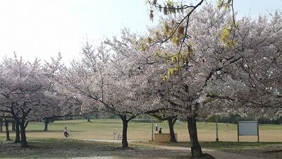 大仙公園　桜３