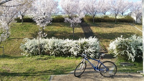 狭山池　3月26日 (3)