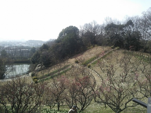 錦織公園 (9)