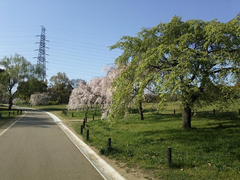 ４月１５日 (9)