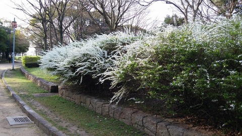 ３月２２日 (3)
