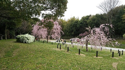 ３月３１日　大仙公園 (2)