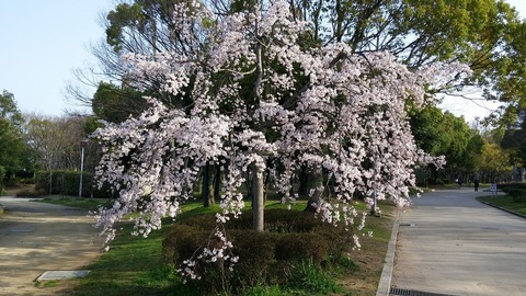 ３月２２日 (1)