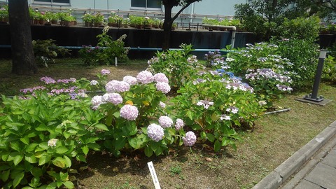 KIMG1496