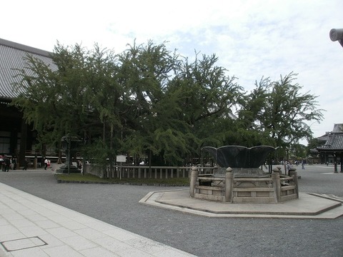 P6030015