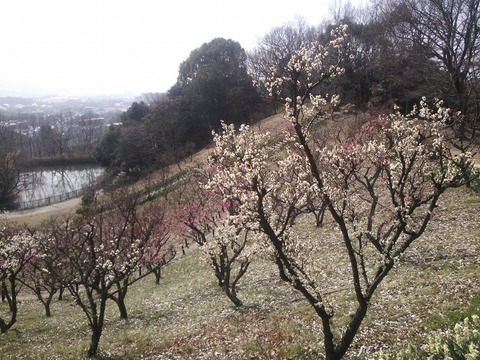 錦織公園 (1)