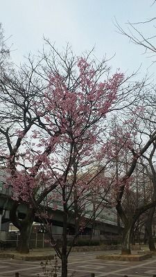SH3I0318