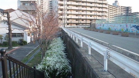 此花区 (6)