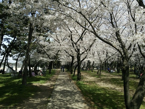 ４月３日　浜寺 (10)