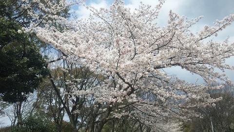 ４月８日 (8)