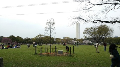 ３月３１日　大仙公園 (1)