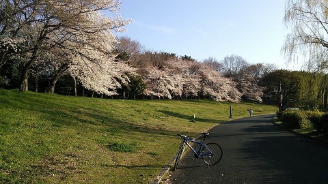 大泉緑地　3月26日 (4)