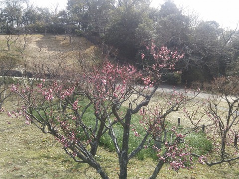 錦織公園 (2)
