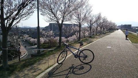 狭山池　3月26日 (10)