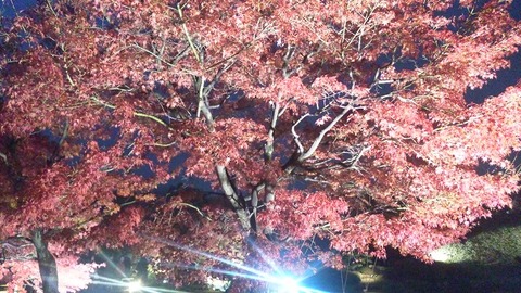 １１月２３日 (7)