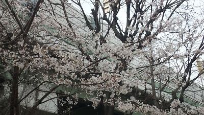 SH3I0316