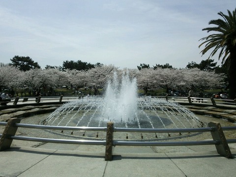 ４月３日　浜寺 (2)
