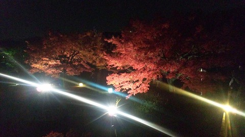 １１月２３日 (12)