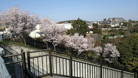 狭山池　3月26日 (9)