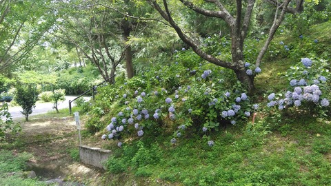 KIMG8806