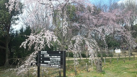 ４月２日 (39)