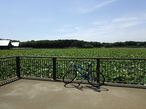 ６月４日　大泉緑地 (1)