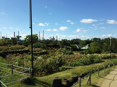 ６月１２日　浜寺公園 (4)