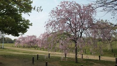 大仙公園　桜５