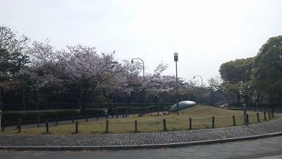 大仙公園桜