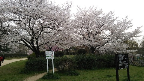 ３月３１日　大仙公園 (7)