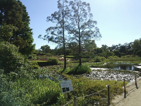 ６月１２日　浜寺公園 (2)