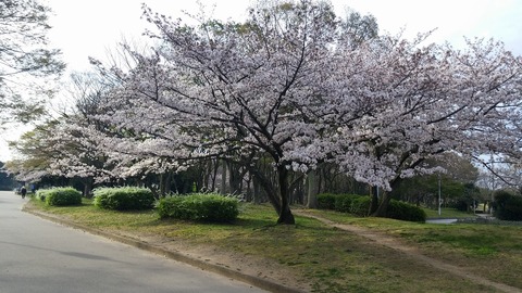 20170406_072726