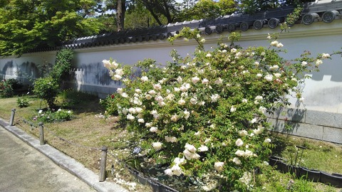 KIMG3736