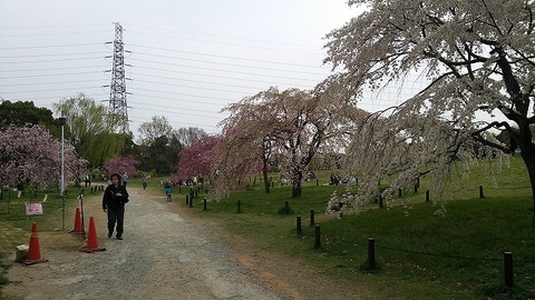 ３月３１日　大仙公園 (4)