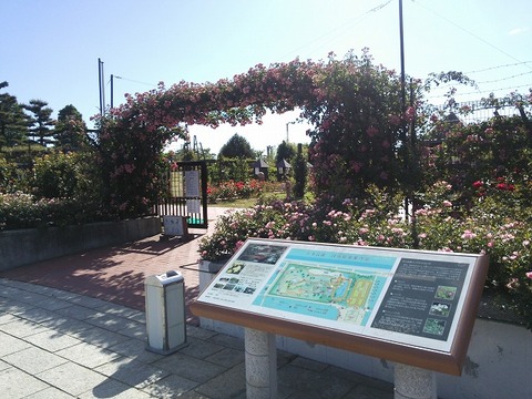 ６月１２日　浜寺公園 (5)